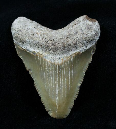 Tan Megalodon Tooth - Bone Valley #3821